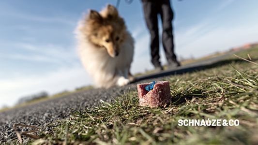 Anzeichen, dass mein Hund vergiftet wurde