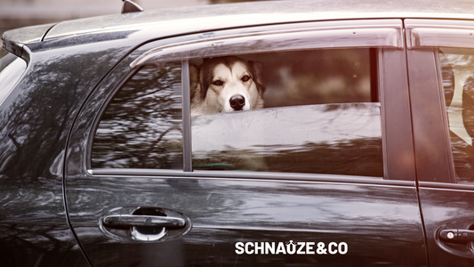 Nie den Hund im Sommer im Auto lassen!!!