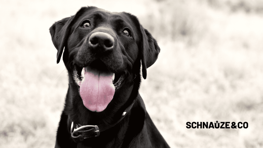 Das perfekte Futter für Ihren Hund!