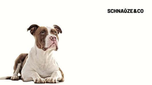 Sind Kampfhunde wirklich gefährlich?