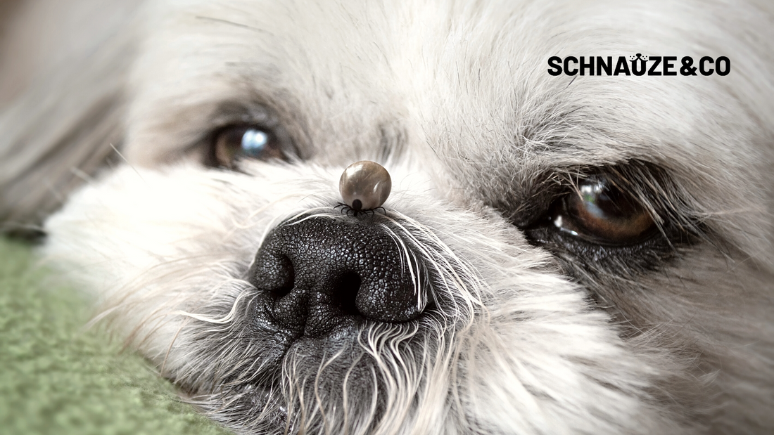Zecken beim Hund vorbeugen - Tipps und Tricks